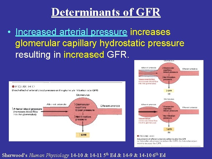 Determinants of GFR • Increased arterial pressure increases glomerular capillary hydrostatic pressure resulting in Determinants of GFR • Increased arterial pressure increases glomerular capillary hydrostatic pressure resulting in