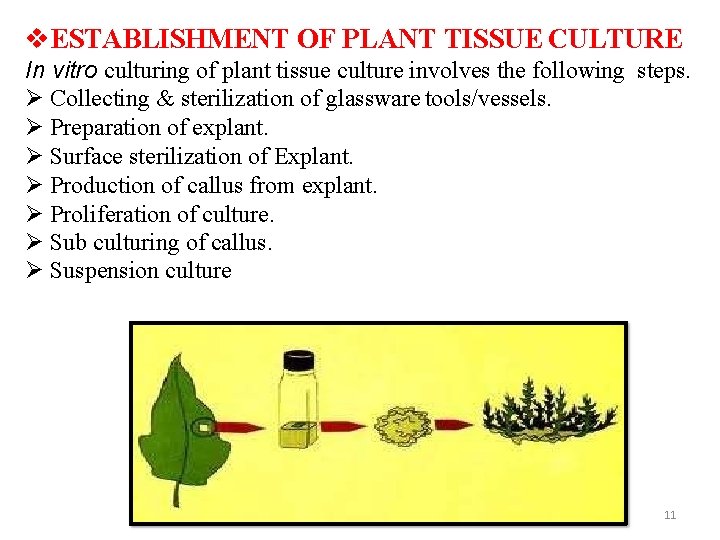  ESTABLISHMENT OF PLANT TISSUE CULTURE In vitro culturing of plant tissue culture involves