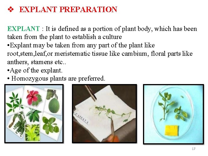  EXPLANT PREPARATION EXPLANT : It is defined as a portion of plant body,