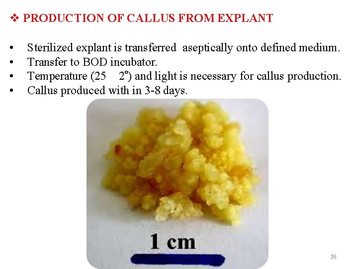  PRODUCTION OF CALLUS FROM EXPLANT • • Sterilized explant is transferred aseptically onto