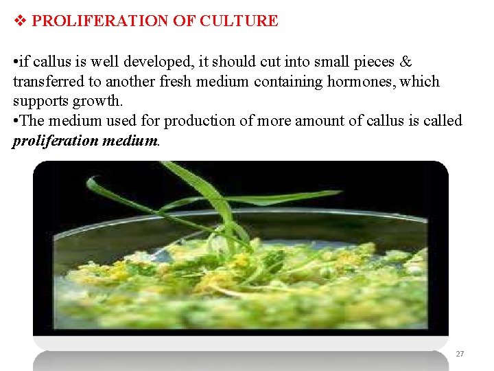  PROLIFERATION OF CULTURE • if callus is well developed, it should cut into