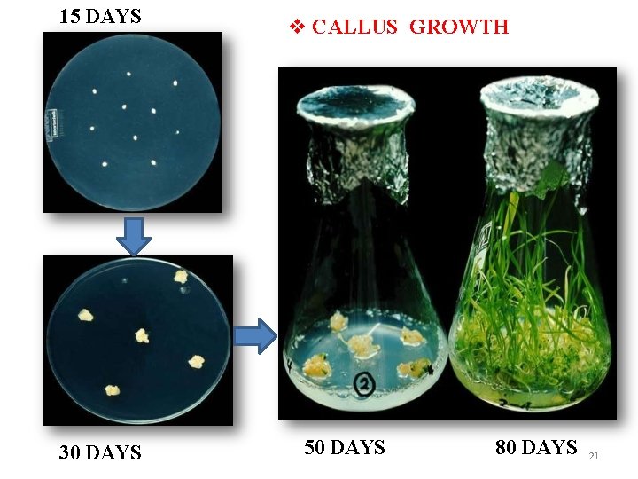 15 DAYS 30 DAYS CALLUS GROWTH 50 DAYS 80 DAYS 21 