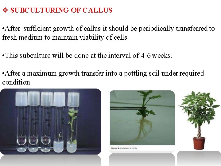  SUBCULTURING OF CALLUS • After sufficient growth of callus it should be periodically