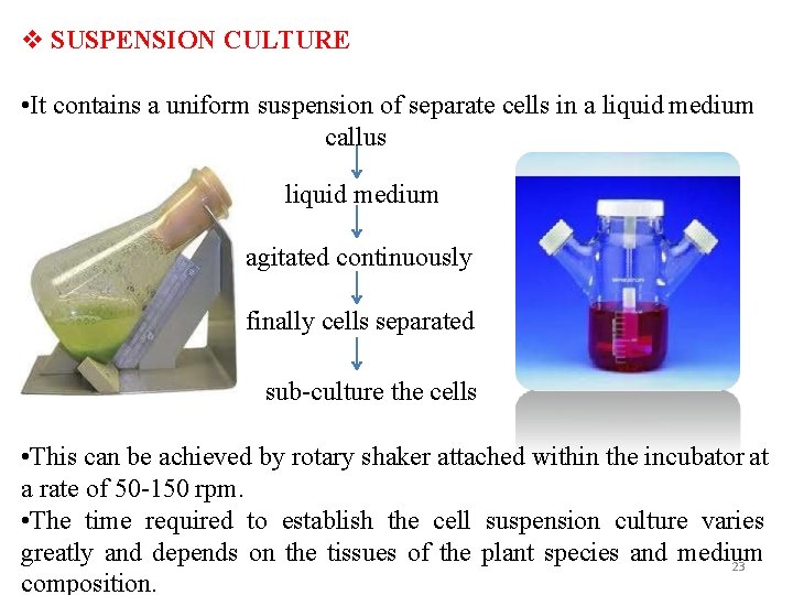  SUSPENSION CULTURE • It contains a uniform suspension of separate cells in a