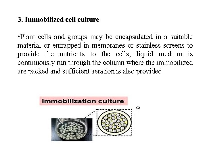 3. Immobilized cell culture • Plant cells and groups may be encapsulated in a