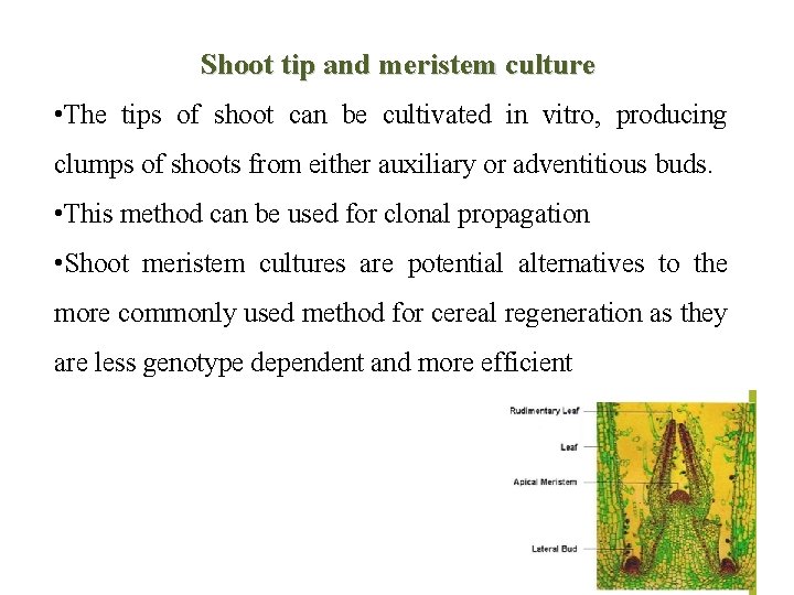 Shoot tip and meristem culture • The tips of shoot can be cultivated in