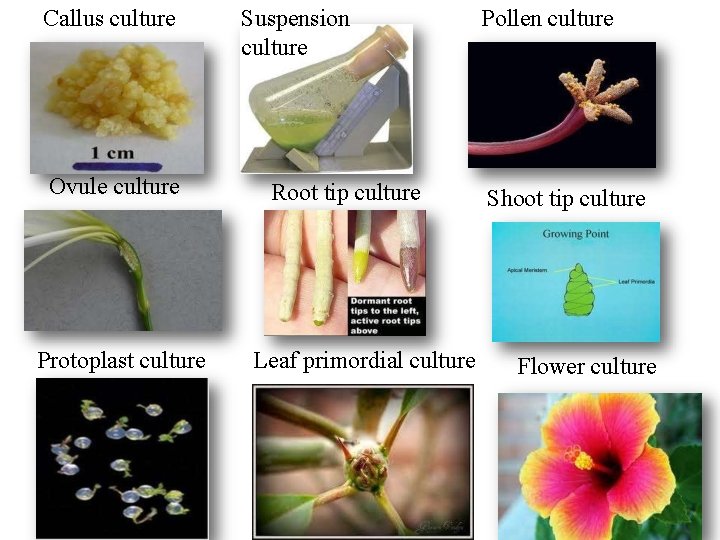 Callus culture Ovule culture Protoplast culture Suspension culture Root tip culture Leaf primordial culture