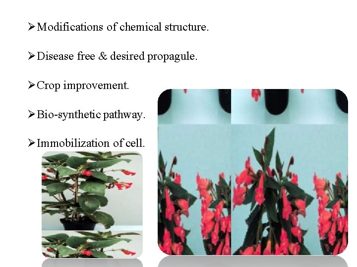  Modifications of chemical structure. Disease free & desired propagule. Crop improvement. Bio-synthetic pathway.