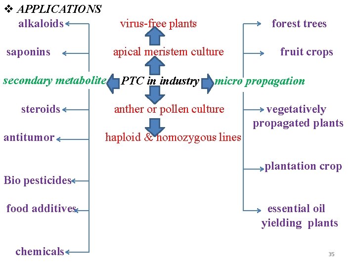  APPLICATIONS alkaloids virus-free plants saponins apical meristem culture secondary metabolite steroids antitumor forest