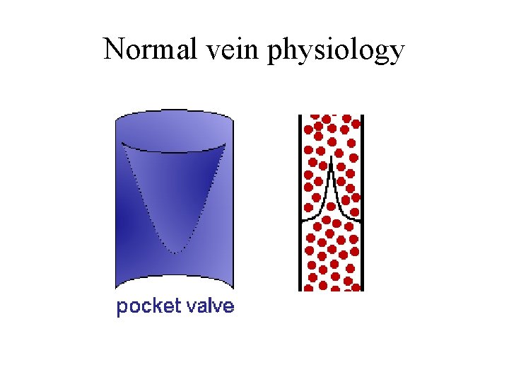 Normal vein physiology 