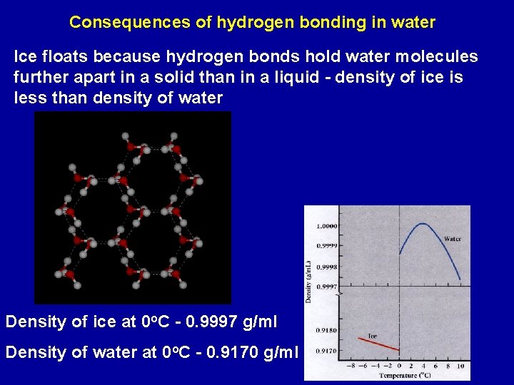 Consequences of hydrogen bonding in water Ice floats because hydrogen bonds hold water molecules