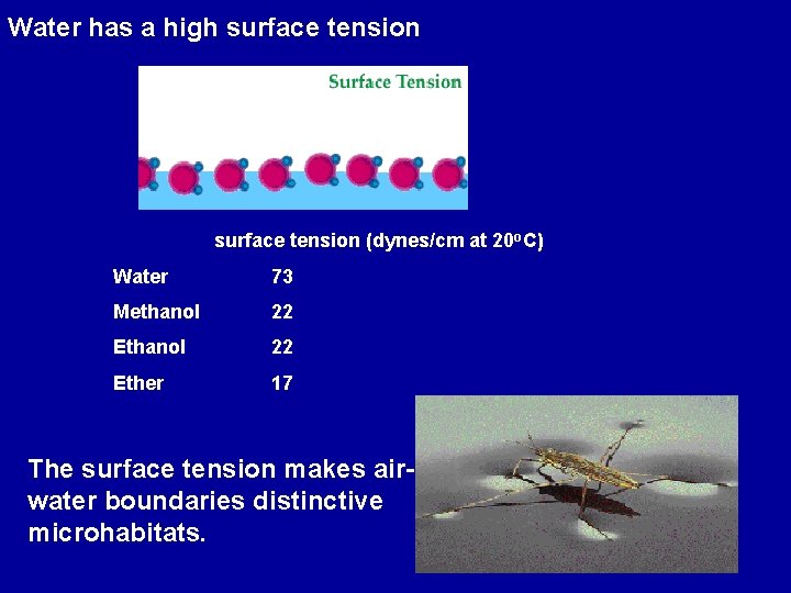 Water has a high surface tension (dynes/cm at 20 o. C) Water 73 Methanol