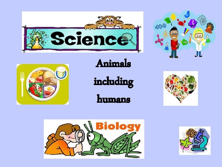 Animals including humans 