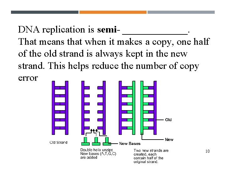 DNA replication is semi- _______. That means that when it makes a copy, one