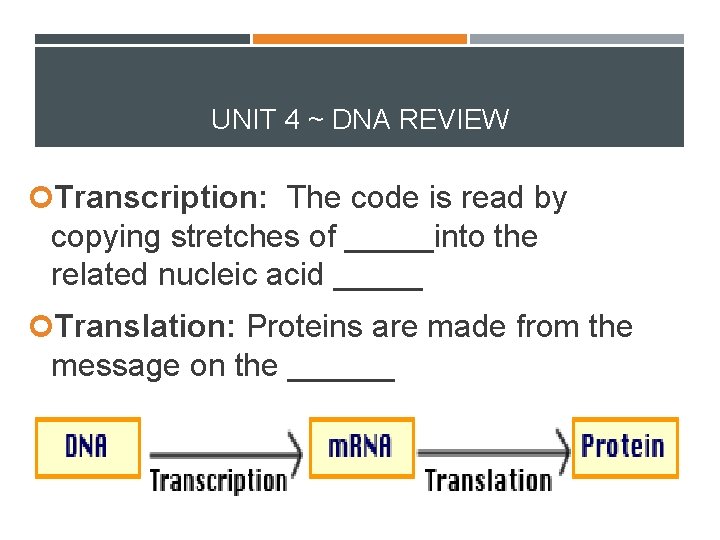 UNIT 4 ~ DNA REVIEW Transcription: The code is read by copying stretches of