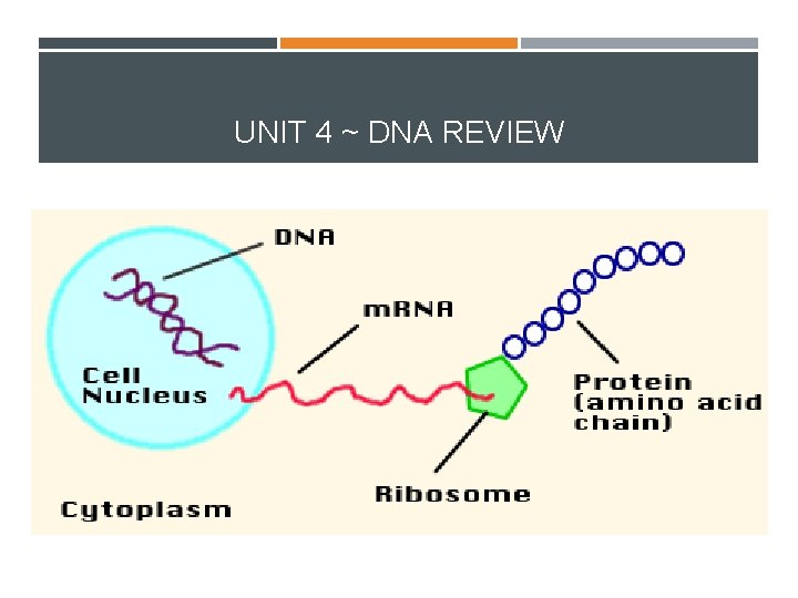 UNIT 4 ~ DNA REVIEW 