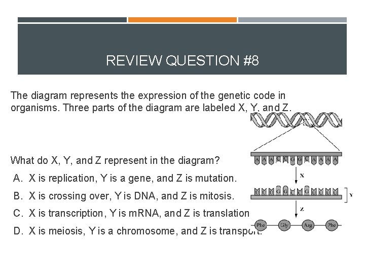 REVIEW QUESTION #8 The diagram represents the expression of the genetic code in organisms.