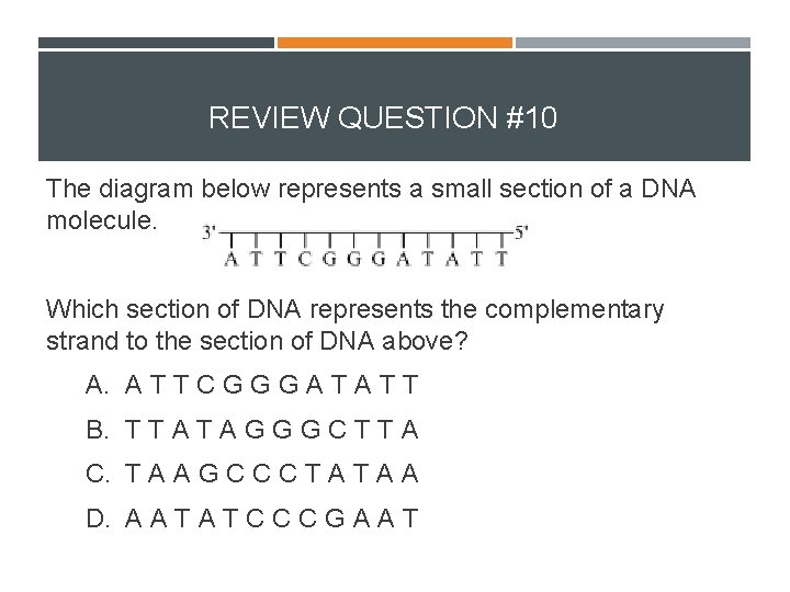 REVIEW QUESTION #10 The diagram below represents a small section of a DNA molecule.