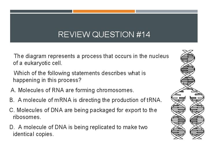 REVIEW QUESTION #14 The diagram represents a process that occurs in the nucleus of