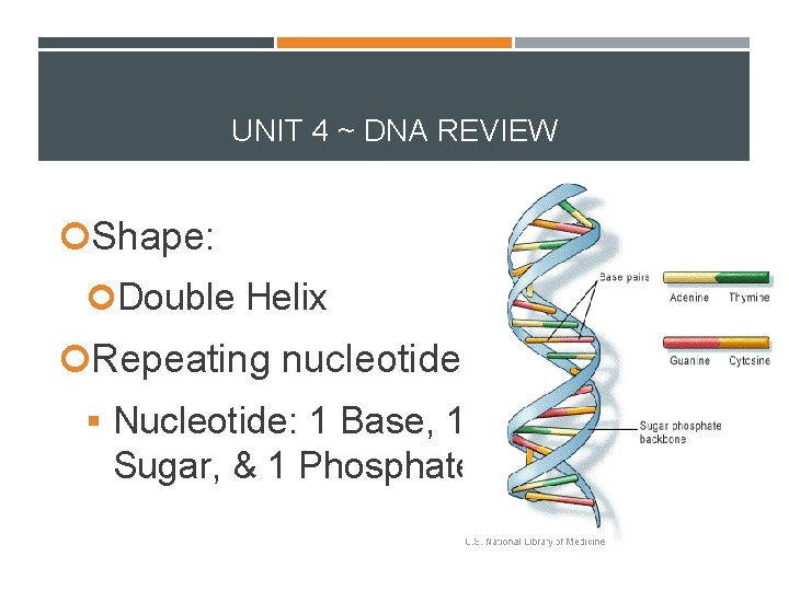 UNIT 4 ~ DNA REVIEW Shape: Double Helix Repeating nucleotides § Nucleotide: 1 Base,