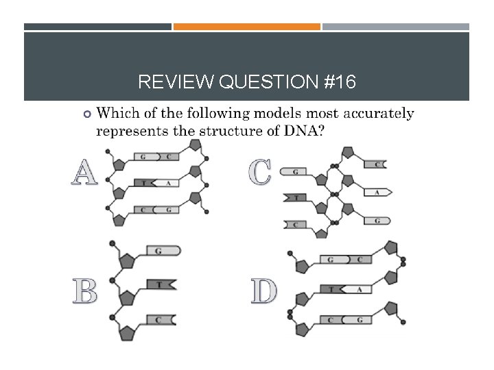 REVIEW QUESTION #16 