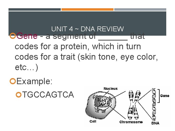 UNIT 4 ~ DNA REVIEW Gene - a segment of ______ that codes for