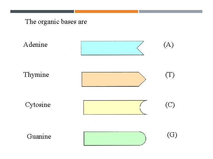 THE BASES The organic bases are Adenine (A) Thymine (T) Cytosine (C) Guanine (G)