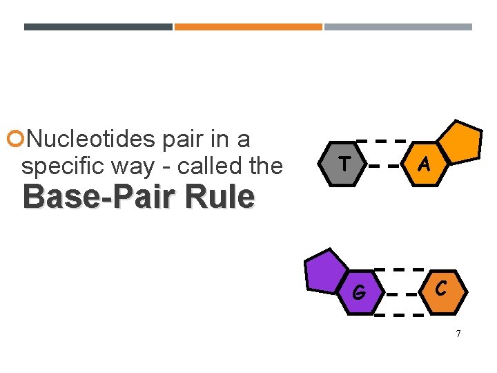  Nucleotides pair in a specific way - called the T A Base-Pair Rule