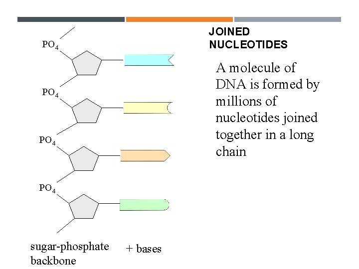 JOINED NUCLEOTIDES PO 4 A molecule of DNA is formed by millions of nucleotides