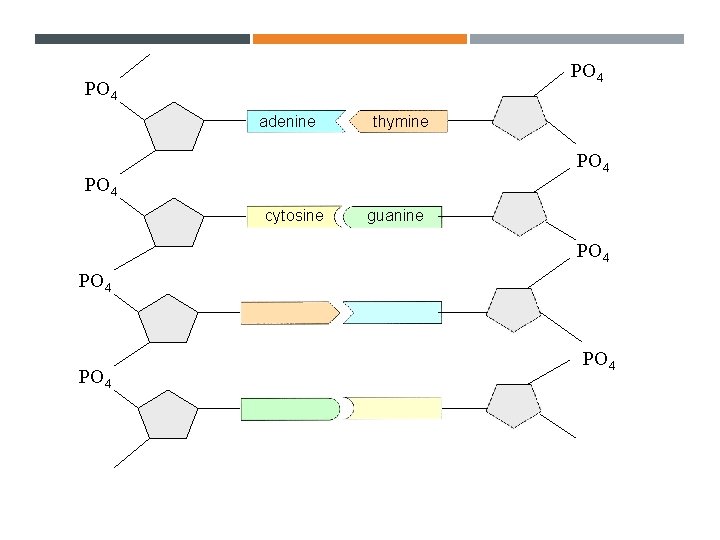 BONDING 2 PO 4 adenine thymine PO 4 cytosine guanine PO 4 