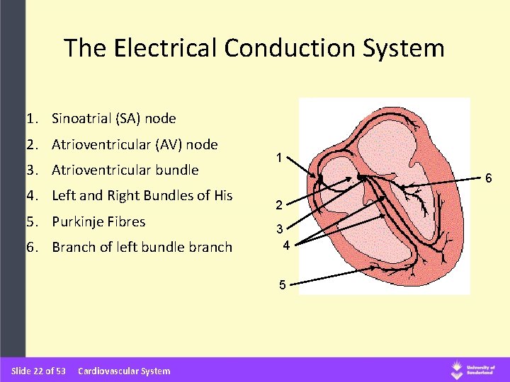 The Electrical Conduction System 1. Sinoatrial (SA) node 2. Atrioventricular (AV) node 3. Atrioventricular