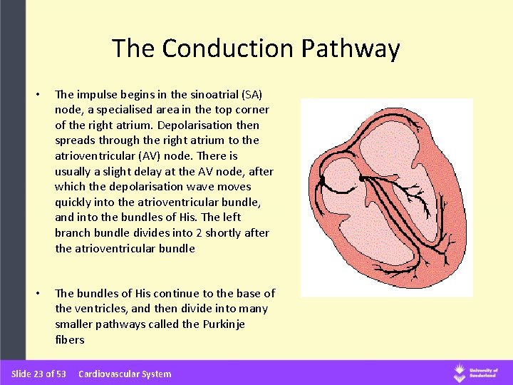 The Conduction Pathway • The impulse begins in the sinoatrial (SA) node, a specialised