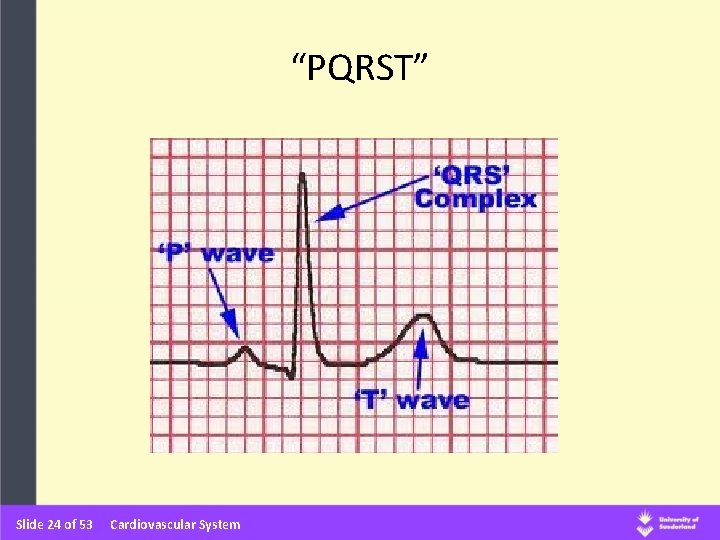 “PQRST” Slide 24 of 53 Cardiovascular System “PQRST” Slide 24 of 53 Cardiovascular System