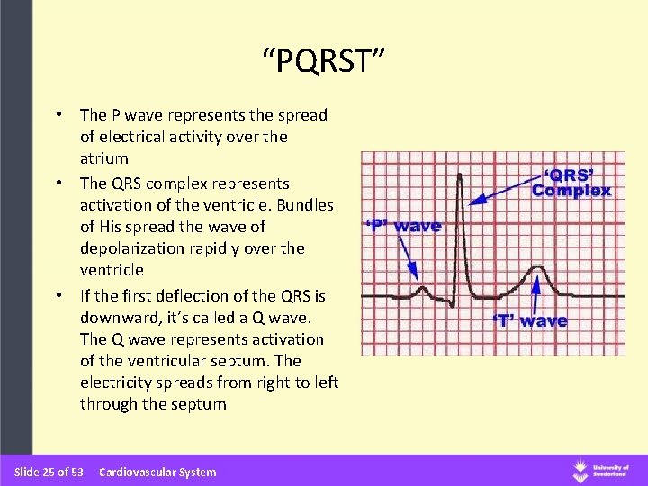 “PQRST” • The P wave represents the spread of electrical activity over the atrium