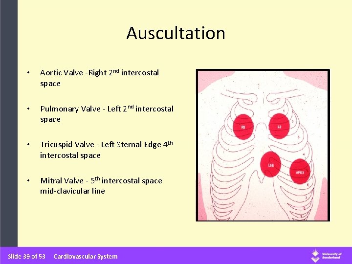 Auscultation • Aortic Valve -Right 2 nd intercostal space • Pulmonary Valve - Left