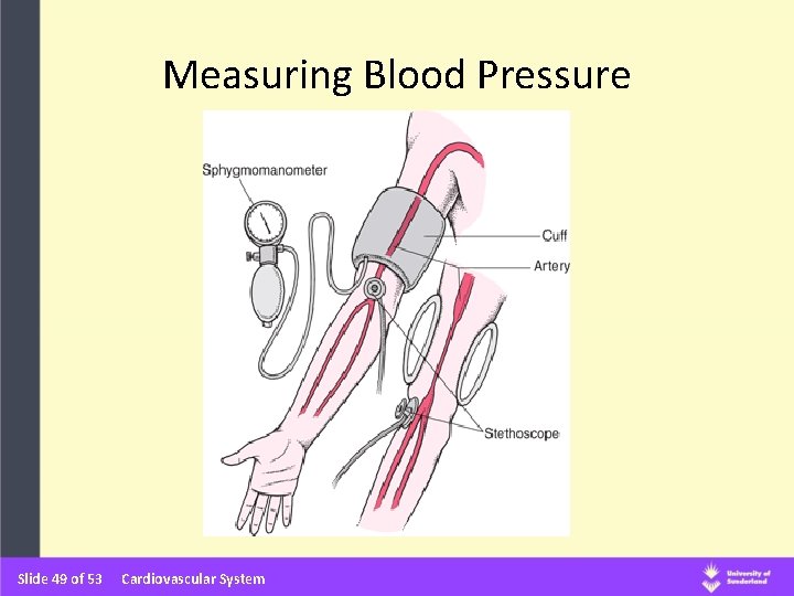 Measuring Blood Pressure Slide 49 of 53 Cardiovascular System 