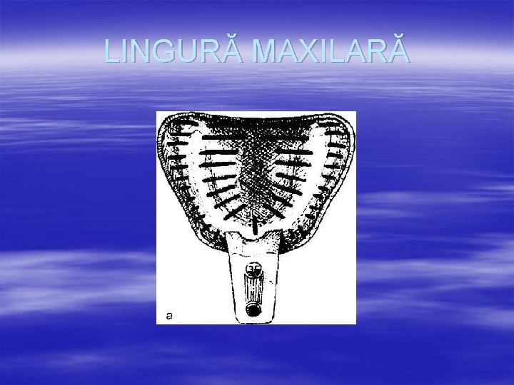 LINGURĂ MAXILARĂ 