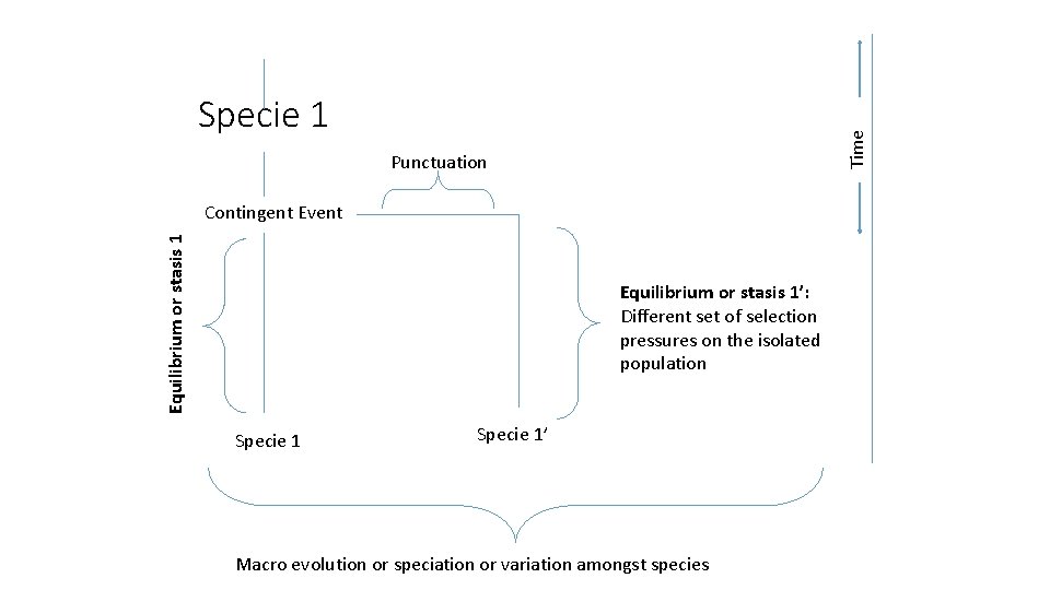 Time Specie 1 Punctuation Equilibrium or stasis 1 Contingent Event Equilibrium or stasis 1’: