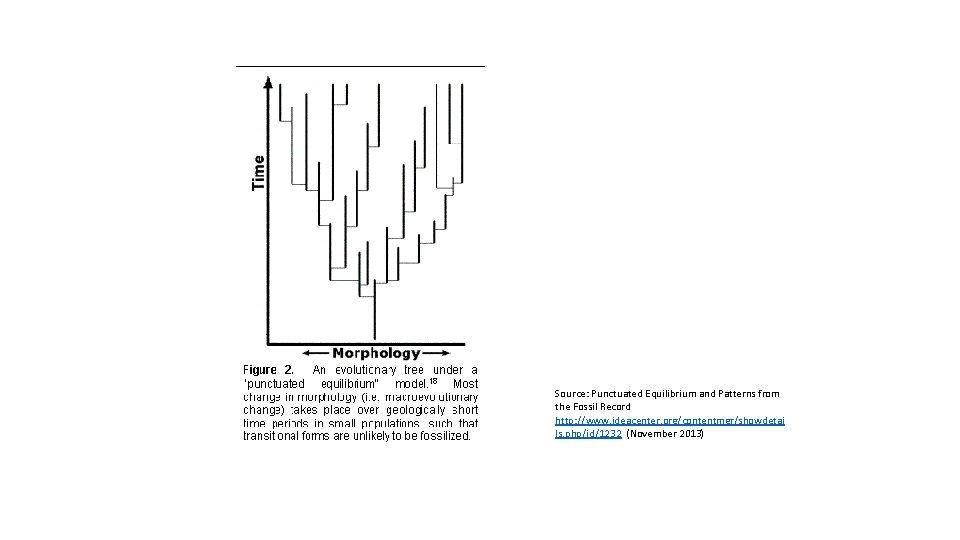 Source: Punctuated Equilibrium and Patterns from the Fossil Record http: //www. ideacenter. org/contentmgr/showdetai ls.