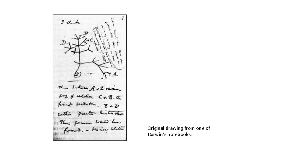 Original drawing from one of Darwin’s notebooks. 