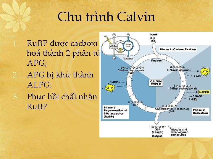 Chu trình Calvin 1. Ru. BP được cacboxi hoá thành 2 phân tử APG;