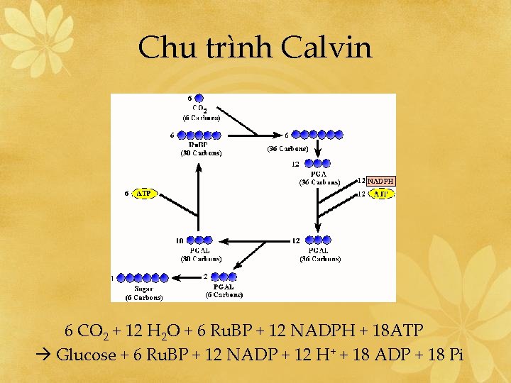 Chu trình Calvin 6 CO 2 + 12 H 2 O + 6 Ru.