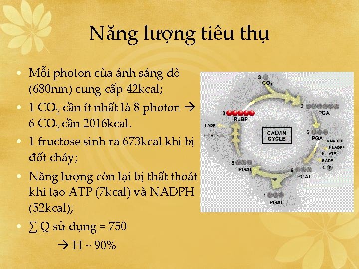 Năng lượng tiêu thụ • Mỗi photon của ánh sáng đỏ (680 nm) cung