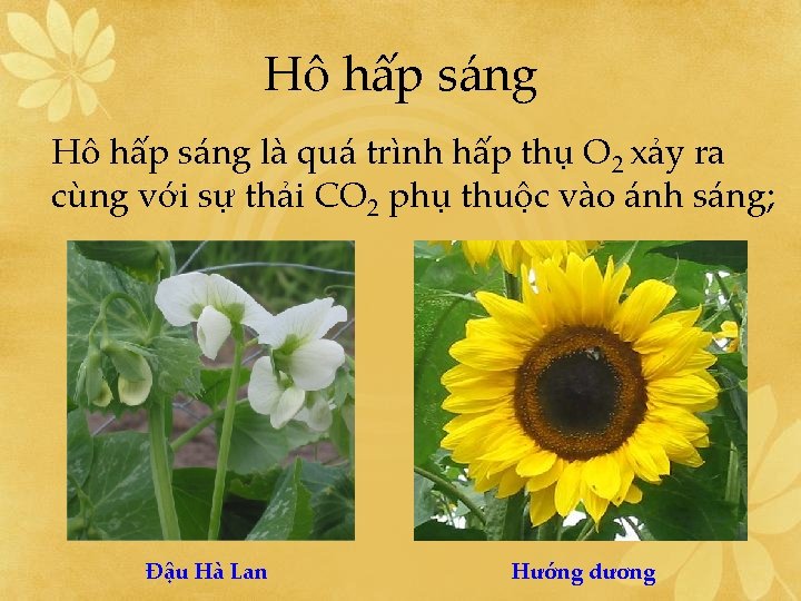 Hô hấp sáng là quá trình hấp thụ O 2 xảy ra cùng với