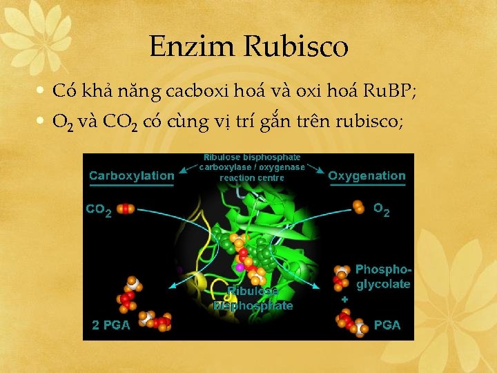 Enzim Rubisco • Có khả năng cacboxi hoá và oxi hoá Ru. BP; •