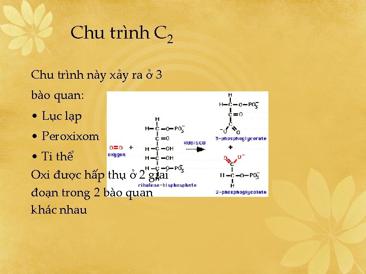 Chu trình C 2 Chu trình này xảy ra ở 3 bào quan: •