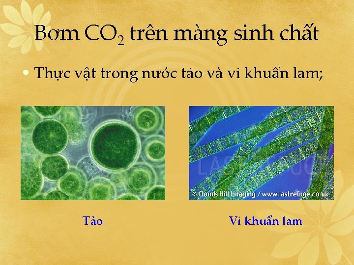 Bơm CO 2 trên màng sinh chất • Thực vật trong nước tảo và