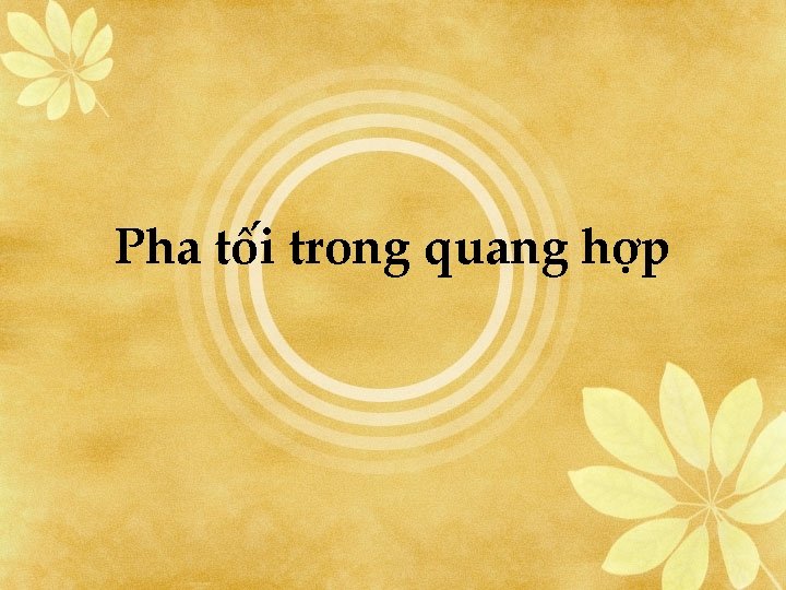 Pha tối trong quang hợp 
