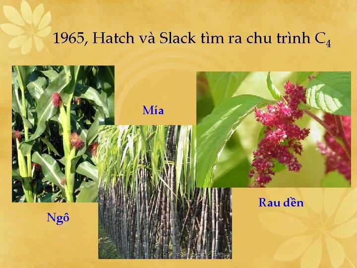 1965, Hatch và Slack tìm ra chu trình C 4 Mía Ngô Rau dền