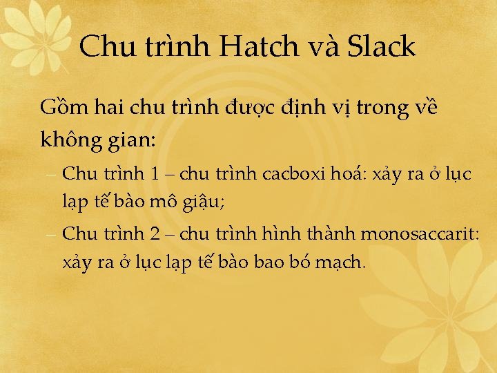 Chu trình Hatch và Slack Gồm hai chu trình được định vị trong về